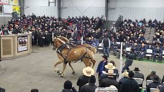 2023 Mid Ohio Draft Horse Sale Lot 1342 amp 1343 Belgian TeamWhat A Deal [upl. by Rothwell]