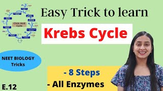 Easy Trick to learn Krebs Cycle  Funny Mnemonics [upl. by Enialedam43]