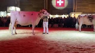 Expo Bulle 2022 Championwahl Red Holstein [upl. by Vida]