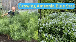 AMSONIA  Excellent Native Perennial  How to Grow amp Care  Blue Star Plant [upl. by Oria]