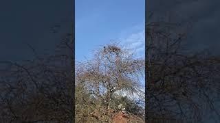 Hooded Crow Flying Off A Tree [upl. by Green]