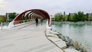 Tourist Attraction Peace Bridge Calgary Alberta Canada🇨🇦 [upl. by Flannery]