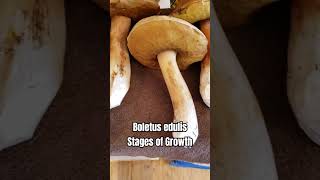 Boletus edulis Porcini mushrooms at different stages of growth foraging oregon kingbolete [upl. by Noam]