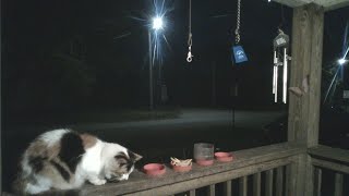 All Along the Watchtowerraccoondynasty LiveCrittercam [upl. by Lisandra522]