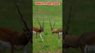 quotHilarious Deer Fight Funniest Deer Battle Everquot shorts [upl. by Leitnahs]