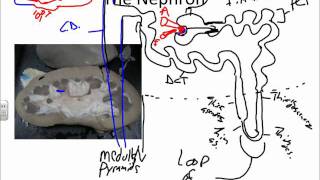 Urinary System The Nephronwmv [upl. by Zerlina]