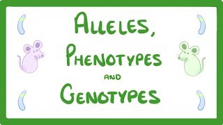 GCSE Biology  DNA Part 2  Alleles  Dominant  Heterozygous  Phenotypes and more 64 [upl. by Mihar]