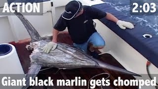 GIANT BLACK MARLIN RAVAGED BY TIGER SHARKS [upl. by Saberio]