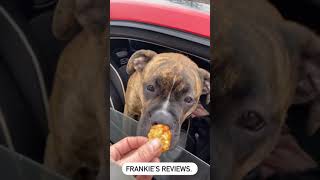 Reviews By Frankie The Boxer 1 Bite Everyone Knows The Rules [upl. by Inalaeham]