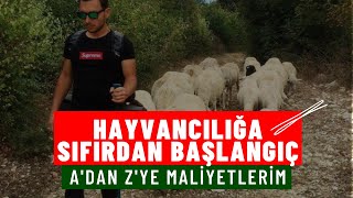 Hayvancılığa Sıfırdan Başlangıç Maliyetlerim [upl. by Tonjes715]