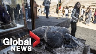 Egypt unveils cache of mummified animals including worlds largest scarab beetle [upl. by Asilehs]