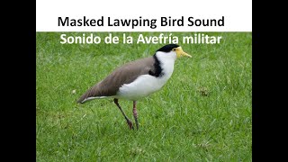 Masked Lawping or Plover Bird Call 🐦 Animal Noises  Sonido de la Avefría Militar Norteña Pájaro [upl. by Ahsinek25]