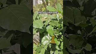 Benefits of Planting the Tree Karanj Papdi [upl. by Allemat]