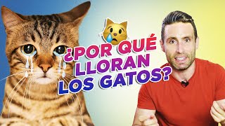 ¿POR QUÉ LLORAN LOS GATOS 😿💔  Cómo lloran los gatos cuando están tristes [upl. by Etteve]