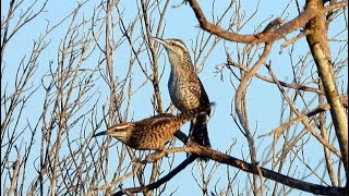 Yucatan Wrens Singing [upl. by Eiser]