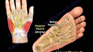 The Lateral Plantar Nerve  Everything You Need To Know  Dr Nabil Ebraheim [upl. by Obala]