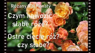 Czym nawozić słabe róże Czy bać się cięcia Moje błędy Róże paskowane i róże angielskie Zapachy [upl. by Dionisio229]