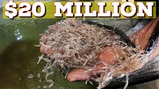 Glass Eels  Elvers Maines Lucrative 20 Million fish ウナギ [upl. by Onairot]