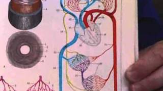 quotAnatomy and Physiologyquot The Heart The Left Ventricle [upl. by Vachil]