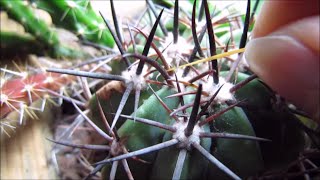 How I deal with Mealybugs [upl. by Adniralc]