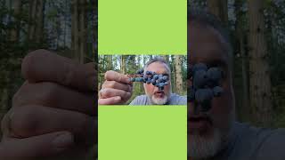 Foraging Minute Oregon Grape [upl. by Adis]