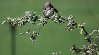 Wacholderdrossel  Vogelnest 2 Turdus pilaris  Mutter auf Ausflug [upl. by Ewold780]