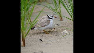 Piping Plover provides shelter to its baby and fake injury to draw attention of seagulls [upl. by Nilyam]