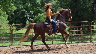 Winning Ride Saddlebred Ranch Riding [upl. by Irreg]