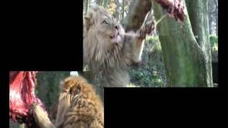 Lion feeding at Port Lympne Wild Animal Park Kent [upl. by Doniv]