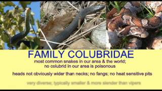 REPTILE EXAM SNAKE FAMILY COLUBRIDAEavi [upl. by Ormsby]