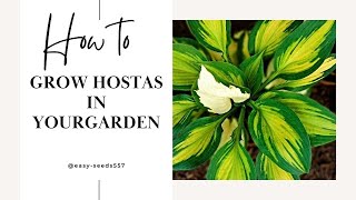 How to grow Hostas and Keep them Healthy in your garden [upl. by Zachary]