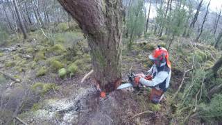 Taking down a big pine tree [upl. by Airad]