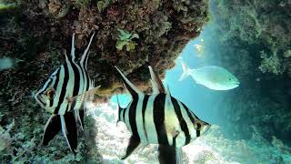 Rottnest Island Western Australia  One day and 5 hours of Snorkelling  Gopro Hero 7 [upl. by Ikiv]