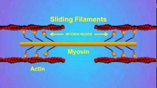 5 Details of ActinMyosin Crosslinking [upl. by Sacks771]