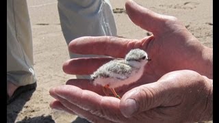 The Parks Piping Plovers [upl. by Eillak]