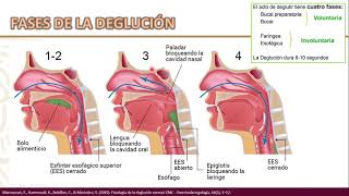 ANATOMÍA Y FISIOLOGÍA DE LA DEGLUCIÓN [upl. by Hibben829]