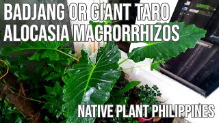 Badjang or Alocasia Macrorrhizos Native Plant in the Philippines [upl. by Paddy]