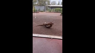 Two goannas fight it out in Australias Northern Territory [upl. by Anha]