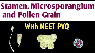 Stamen Microsporangium and Pollen grain  Sexual Reproduction in flowering plant  Biology NEET [upl. by Eniale]