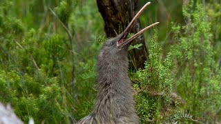 Amazing footage of a wild kiwi call in daylight  never before filmed [upl. by Brocklin345]