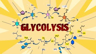 Understanding Glycolysis The Energy Pathway of Life glycolysis cellularrespiration biology [upl. by Kinsley276]