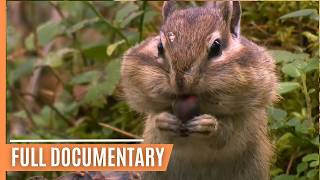 Exciting Animal Behavior in the most enchanting Forests of our Planet  Full Documentary [upl. by Otaner]