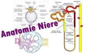 Anatomie Niere Teil 23 Glomerulus I Medlifecrisis [upl. by Alice918]