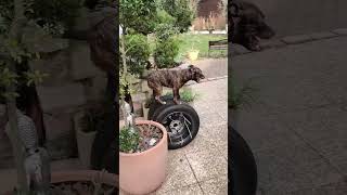 What the dog doing  🫣🐶 dog staffy staffordshirebullterrier agility parkour k9 apbt [upl. by Ennairej]