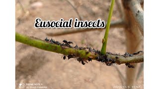 quotEusociality quot Eusocial insects Defination ZeelsBiology 🤗 [upl. by Philbin204]