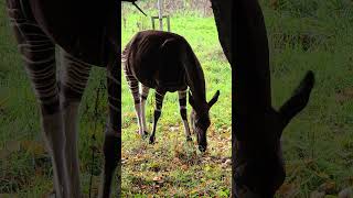 Okapi shorts wildlife wildlifephotography [upl. by Ainosal]