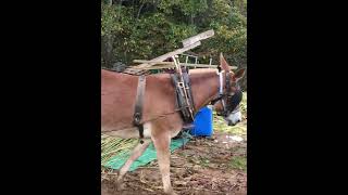 Making sorghum syrup “Molasses” [upl. by Lesde]