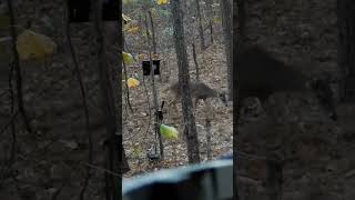 Close up Ravin r10 shot hunting crossbow ravin crossbowhunting [upl. by Ednew]