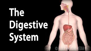 Physiology Basics the Digestive System Animation [upl. by Sturdivant]