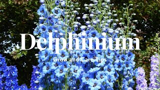 Delphinium Grow and Care Tips [upl. by Kennan]